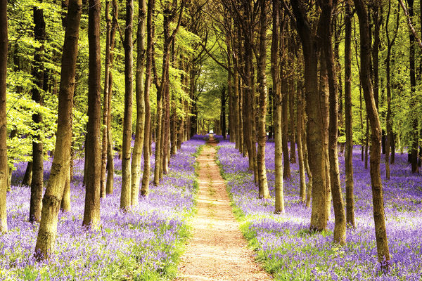 Woodland Path Into Forest Tom Mackie Photo Maxi Poster