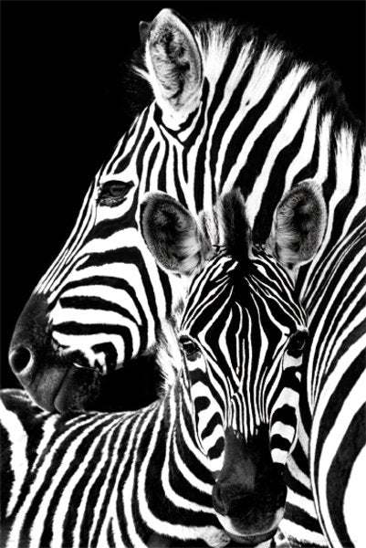 Pair of Zebras Black And White Maxi Poster