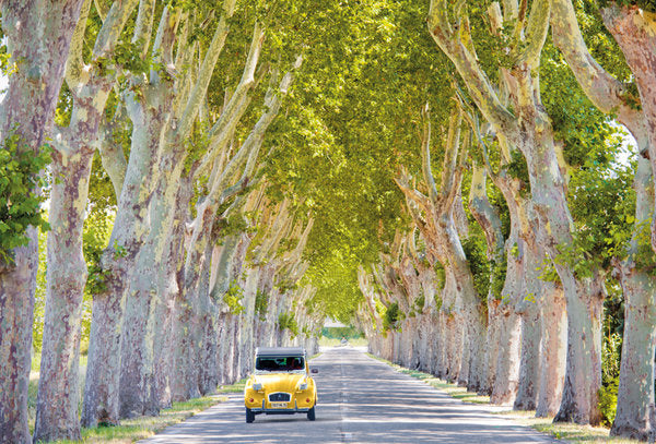 Citroen 2CV On Tree Lined Road Tom Mackie Photo Maxi Poster