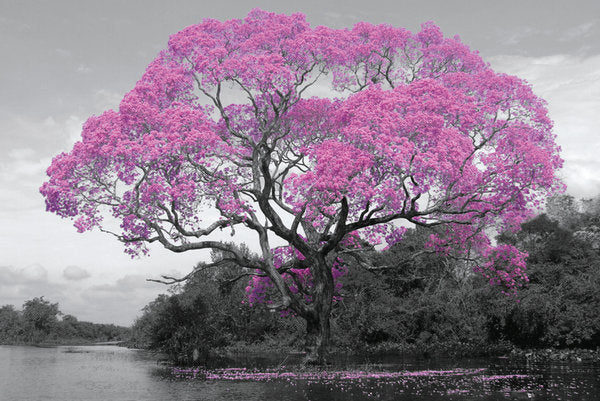Tree Blossom On Riverside Maxi Poster