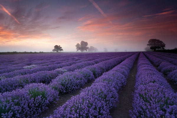 Lavender Field At Dawn Colour Maxi Poster