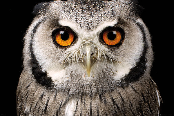 Owl Face Close Up Maxi Poster