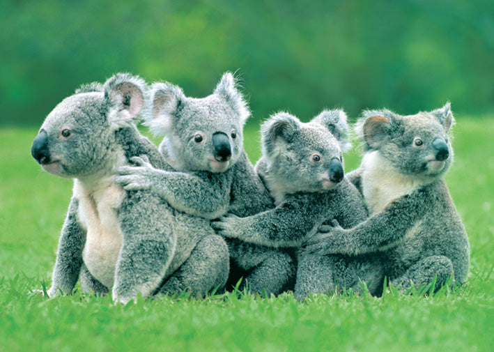 Koalas Cuddling Maxi Poster