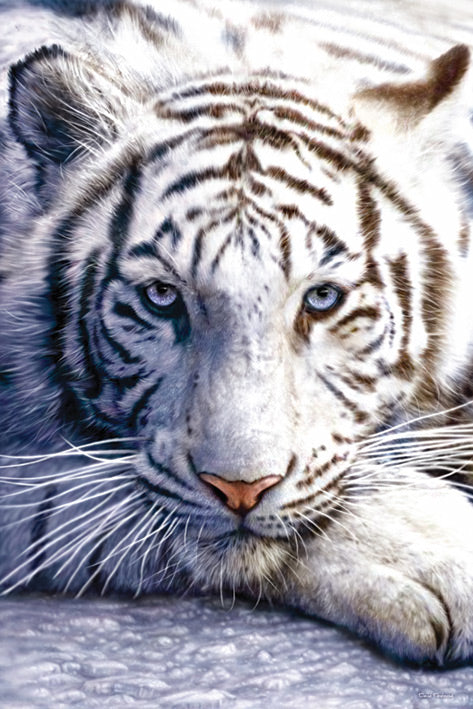 White Tiger Maxi Poster