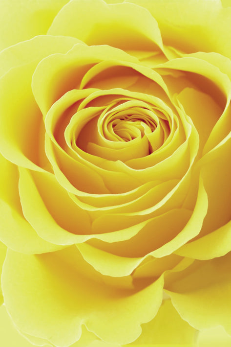 Yellow Rose Maxi Poster