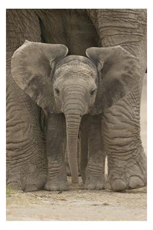 Big Ears Baby Elephant Maxi Poster
