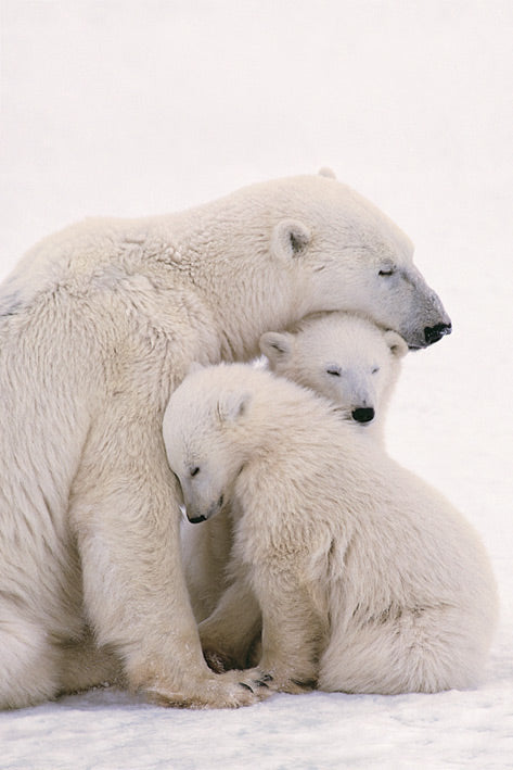 Polar Bear Family Maxi Poster