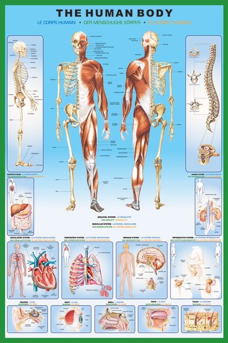 The Human Body Maxi Poster
