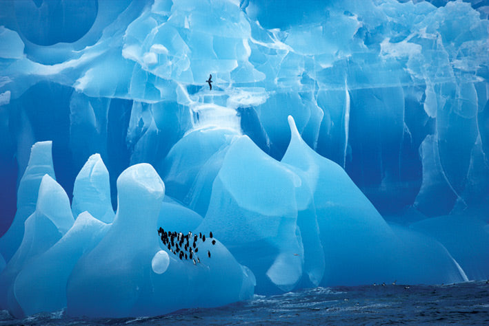 Arctic Wonderland Penguins On Ice Maxi Poster