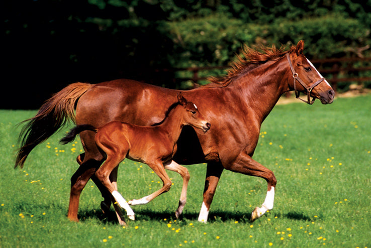 Mare And Foal Running Maxi Poster