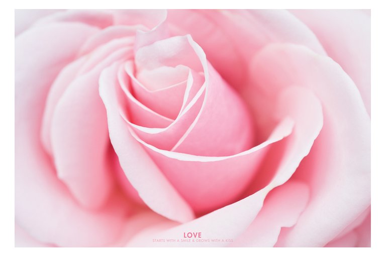 Love Pink Rose Inspirational Maxi Poster