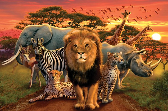 African Kingdom Animal Maxi Poster