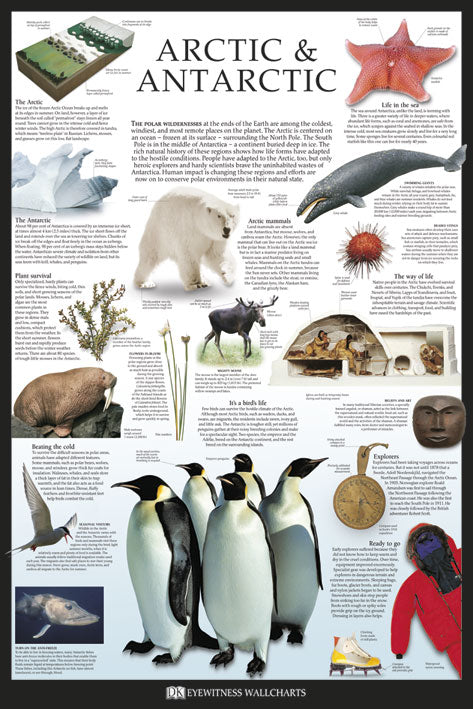 Arctic and Antarctic Poster by Dorling Kindersley