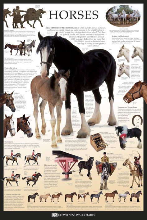 Horses by Dorling Kindersley Maxi Poster