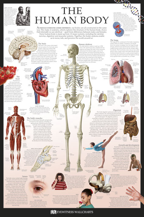 The Human Body by Dorling Kindersley