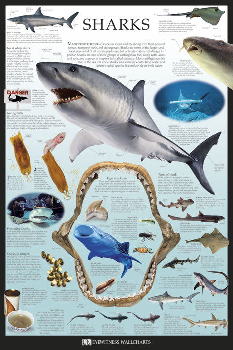 Sharks by Dorling Kindersley Maxi Poster