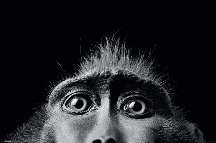 Tim Flach Monkey Eyes Maxi Poster