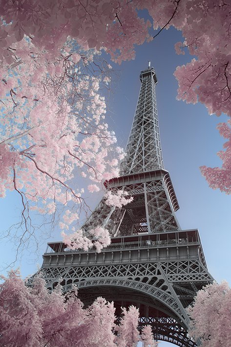 Eiffel Tower Framed By Blossoms Maxi Poster