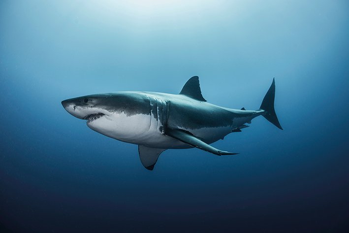 Great White Shark Maxi Poster
