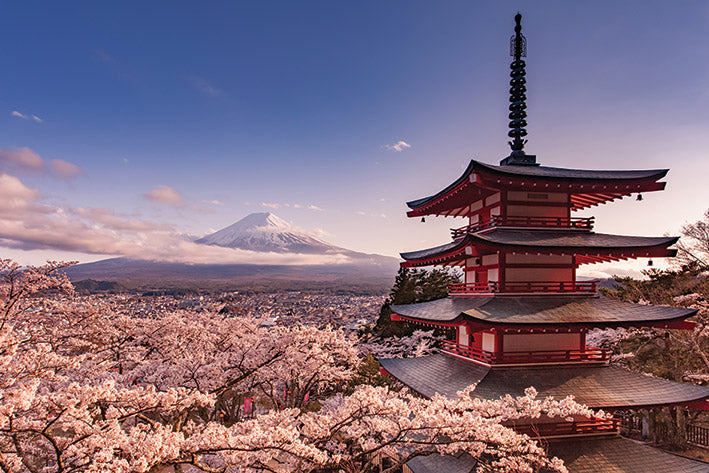 Mount Fuji Blossom Panoramic Maxi Poster