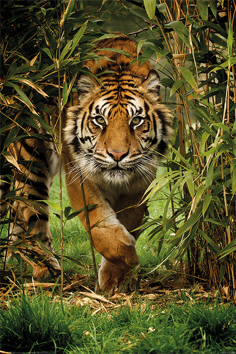 Bamboo Tiger Maxi Poster