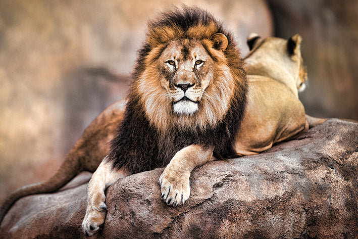 King Of The Pride Lion Rock Sitting Maxi Poster