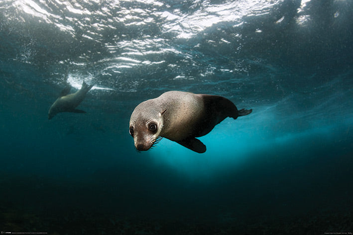Australian Fur Seal Maxi Poster
