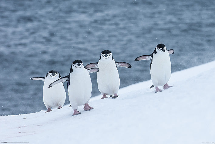 Chinstrap Penguins Maxi Poster