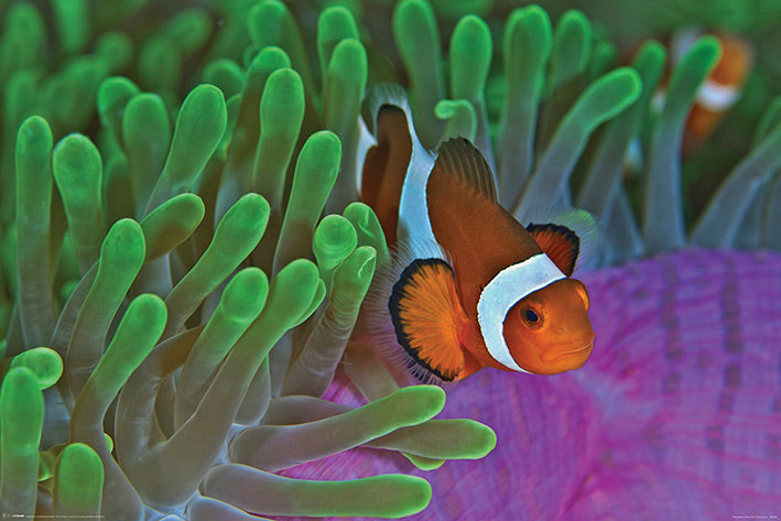 Clownfish And Anemones Maxi Poster