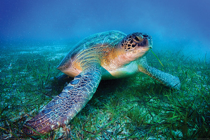 Loggerhead Sea Turtle Maxi Poster