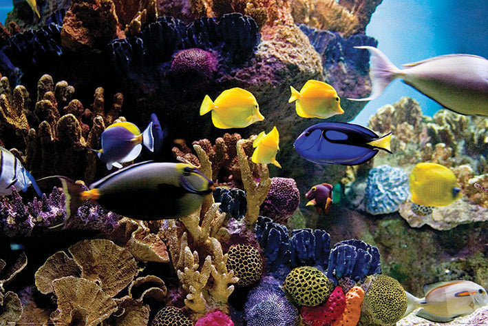 Tropical Fish & Coral Maxi Poster