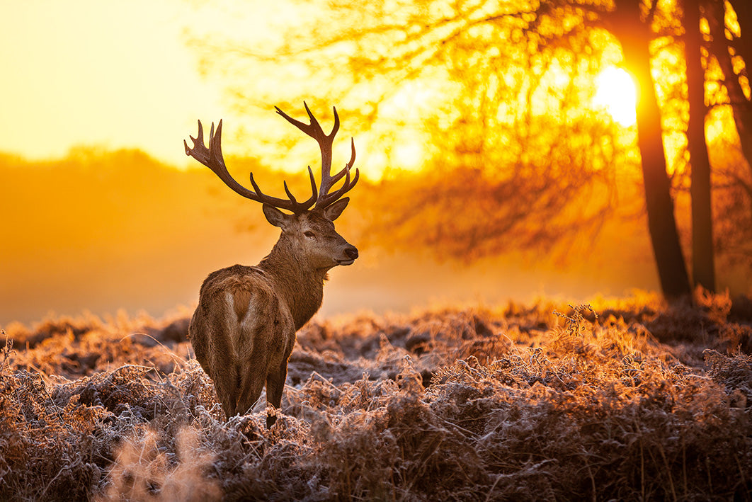 Golden Stag In Morning Light Maxi Poster