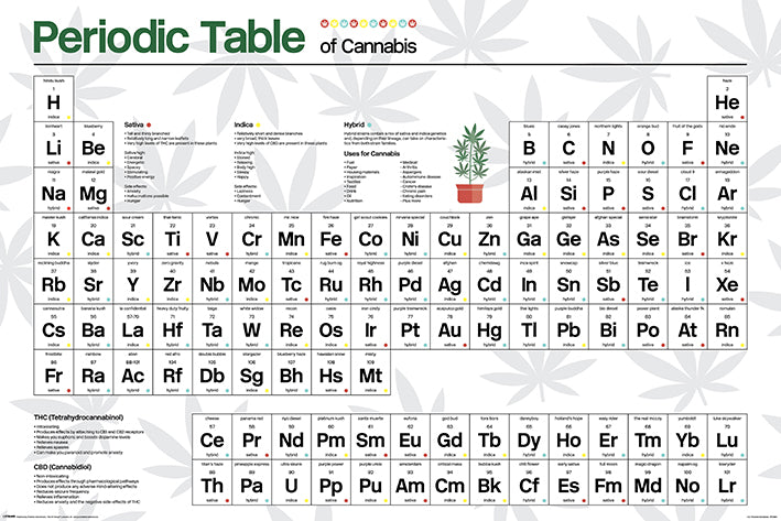 Periodic Table Of Cannabis Plain Chart Maxi Poster