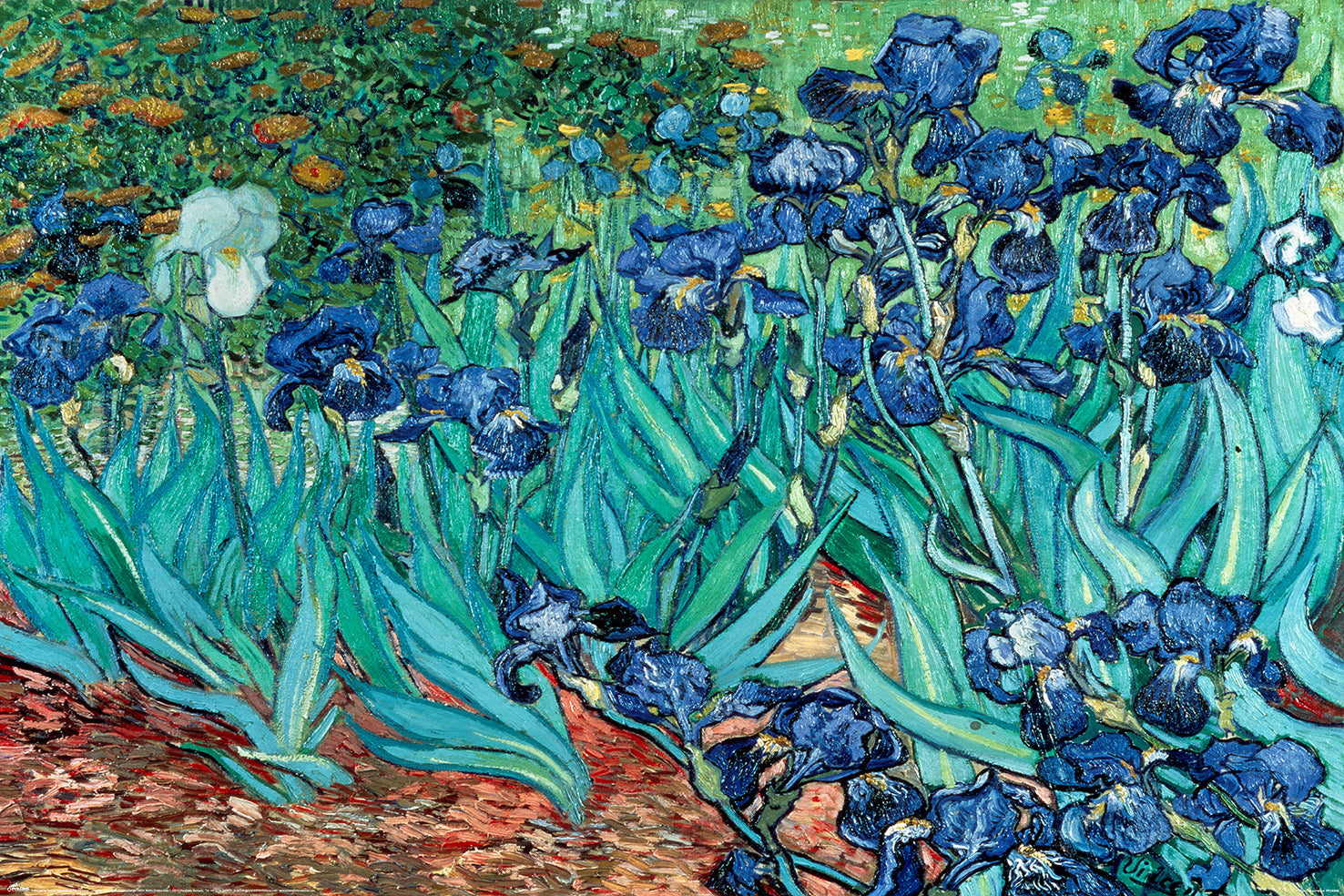 Vincent Van Gogh Les Irises Art Maxi Poster