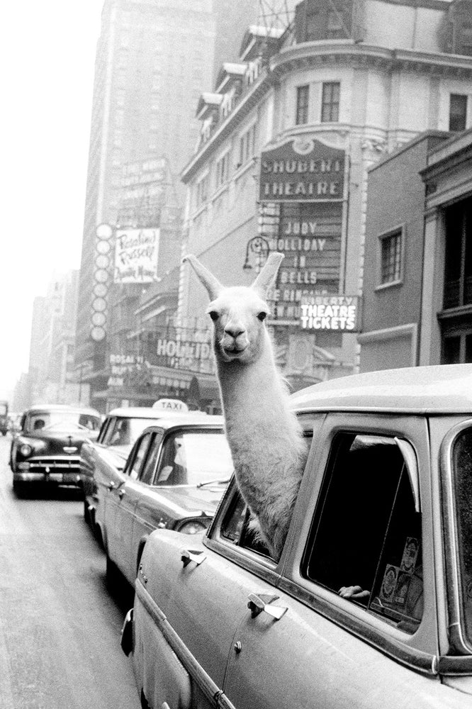 Llama In Times Square 1957 Photograph By Inge Morath Maxi Poster