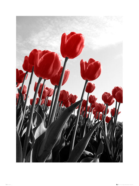 Red Tulips 60x80cm Art Print