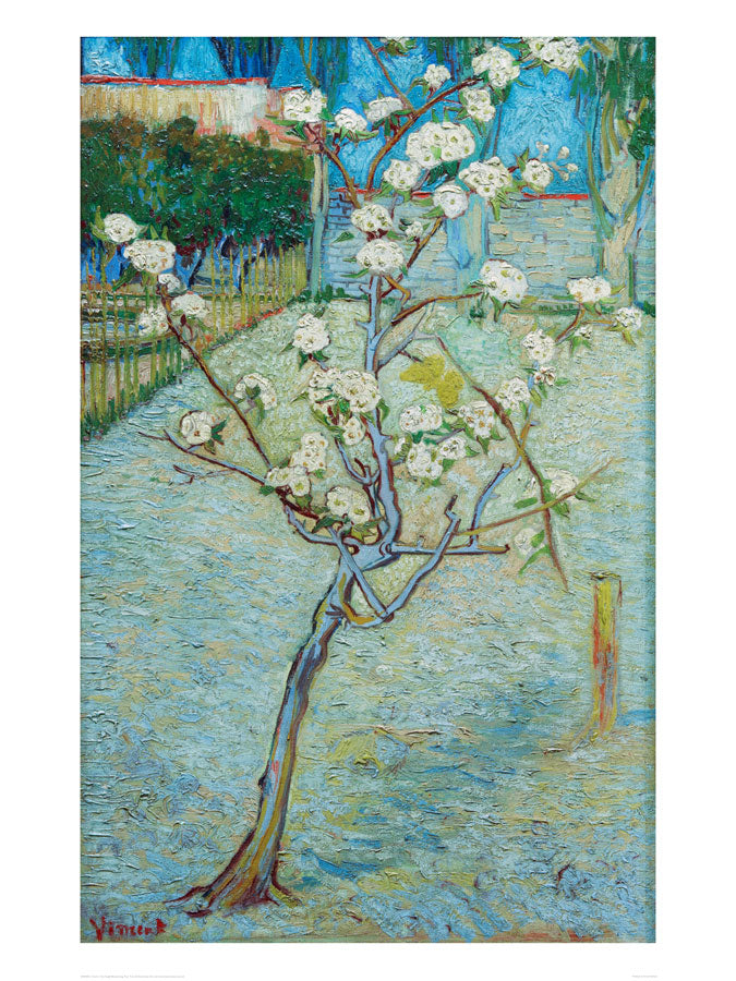 Vincent Van Gogh Blossoming Pear Tree 1888 60x80cm Art Print